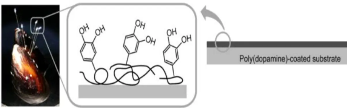 Figure 1.1- Schematic illustration of cell adhesion on substrates modified by mussel-inspired polydopamine