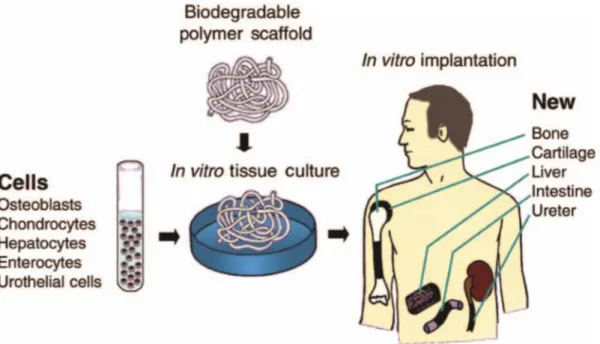 Figure 1.2 - Schematic diagram of tissue engineering. Osteoblasts (bone cells), chondrocytes (cartilage cells),  hepatocytes (liver cells), enterocytes (intestinal cells), and urothelial cells are depicted