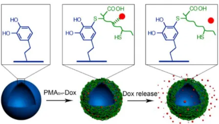 Figure 1.3- Immobilization and pH- responsive release of dox from PDA capsules. The red dots represent Dox