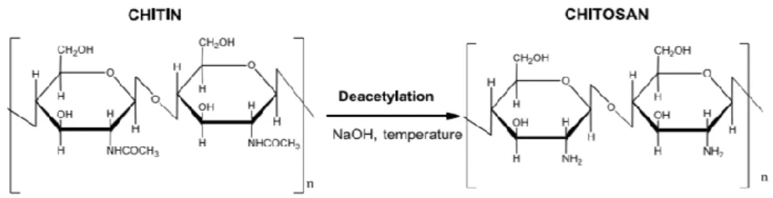 Figure 2.1 - Deacetylation of chitin. Adapted from [30].