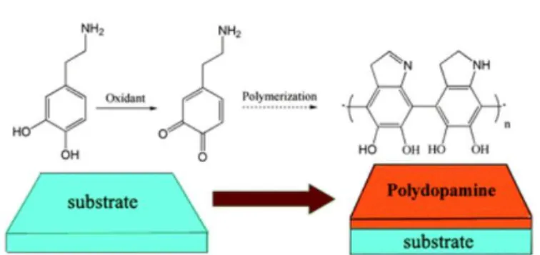 Figure 2.3 - Dopamine polymerization. Adapted from [17]. 