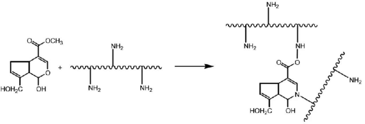 Figure 2.4 - Schematic representation of the crosslinking reaction chitosan with genipin