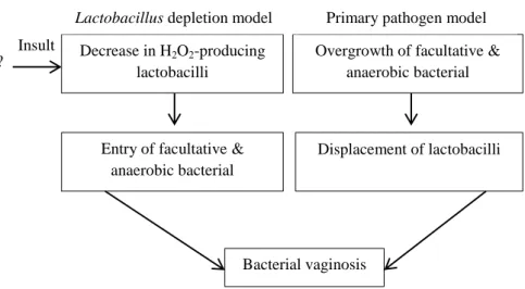 Figure  1.2.  Two  models  explaining  the  pathogenesis  of  BV,  the  loss  of  lactobacilli  model  suggests  that  there  is  a  decrease  in  the  production  of  H 2 O 2   by  lactobacilli  as  the  main  event,  which  allows  the  proliferation of 
