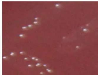 Figure 1.8. Growth of the bacterium G. vaginalis AMD in CBA selective medium.  