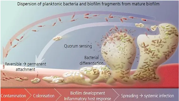 Figure  1.10.  Schematic  representation  of  the  stages  of  microbial  biofilm  forming  multiple  bacteria  development