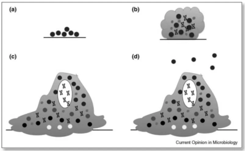 Figure  2-1:  Life  cycle  of  a  bacterial  biofilm.  (a)  –  Adherence;  (b)  –  Accumulation  and  production  of  extracellular  matrix;  (c)  –  Maturation; (d) – Dispersion [Fey, 2010]