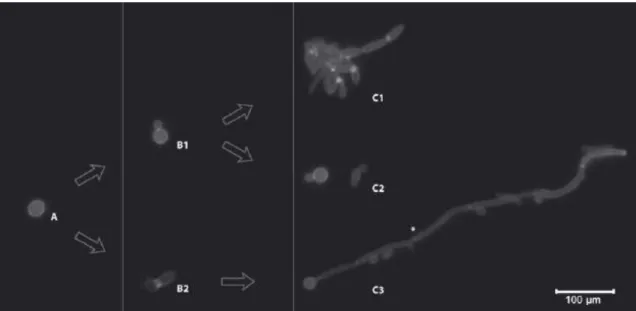 Figure  1.1.  Differences  morphological  growth  forms  of  Candida  by  epifluorescence  photocomposition