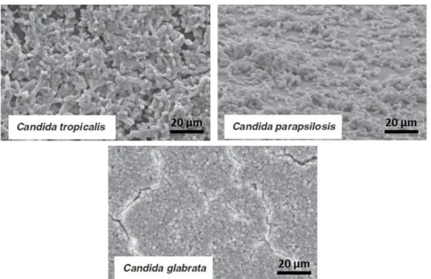 Figure 1.4. Scanning electron microscopy images of non-Candida albicans Candida species biofilm  grown  in  Sabouraud  dextrose  broth  for  48  h