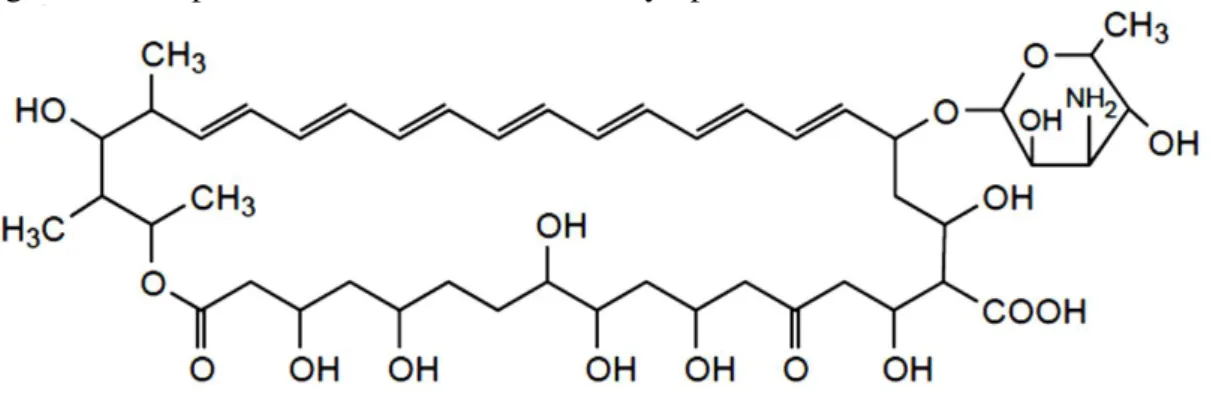 Figure 1.6. Chemical structural of the amphotericin B. Adapted from: Odds et al.  99 