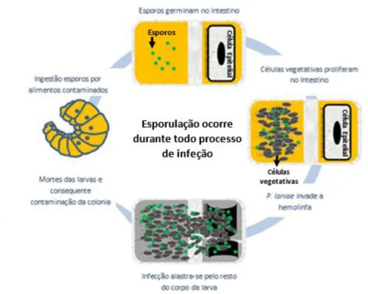 Figura  1.1.  Representação  esquemática  do  ciclo  de  infeção  das  larvas  de  abelhas  pela  estirpe  P