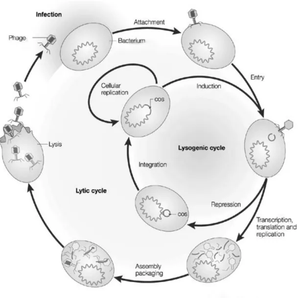 Fig. 1 – Phage life cycle: lytic and lysogenic. Phage attaches to host and injects genetic material