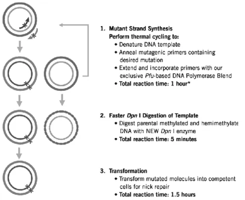 Fig. 3 - Overview of the QuikChange Lightning site-directed mutagenesis method.
