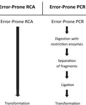 Fig. 4 - Diagram scheme comparing the most conventionally random mutagenesis procedures to ep-RCA evidencing the  complexity and time-consuming of each method