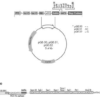 Fig. 1 - Representation scheme of pQE30 cloning vector used to clone the endolysins sequences of  ply 500 and  ply 511 