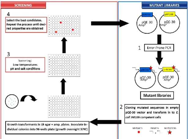 Fig. 3 – Directed evolution assay. Wild-type  ply 500 and  ply 511 endolysins sequences are used for error-prone PCR (1)  generating library mutants containing random nucleotide mutations
