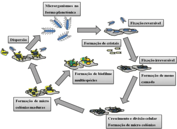 Figura 1.3 - Mecanismo proposto da formação de biofilme em infeções urinárias associadas a  cateteres com a bactéria P