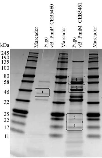 Figura  2.4  -  Análise  das  proteínas  estruturais  dos  fagos  vB_PmiP_CEB5460  e  vB_PmiM_CEB5461 por SDS-PAGE