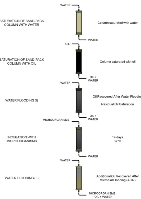 Figure 4: Schematic representation of the sand-packed column process. Adapted from Gudiña et al