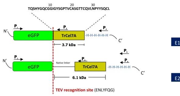 Figure 2.1 Strategies for cloning  Tr CBM1 Cel7A  from  T. reesei  in  P. pastoris 