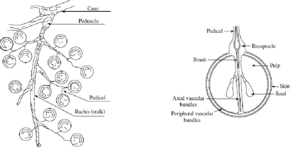 Figure 2.1 Fruit of the grape vine: grape berry and structure of grape cluster (adapted from Ribéreau-Gayon  et al.,  2006a).