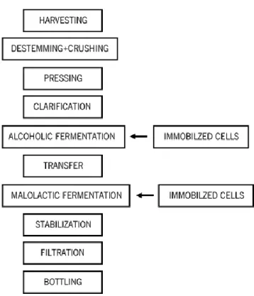 Figure 2.2 General winemaking technology and the possibility of using immobilized cells.