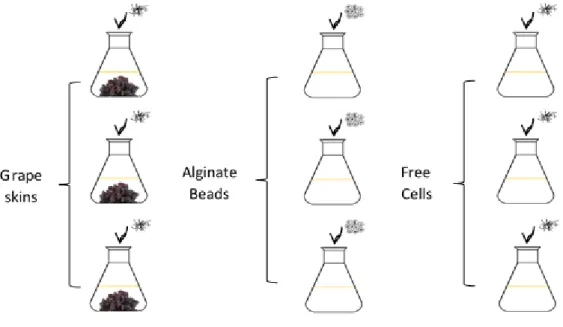 Figure 3.1 Schematic representation of fermentations with free and immobilized cells on grape skins and alginate beads, in triplicate.