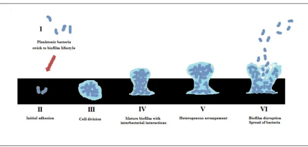 Figure 1 Biofilm life-cycle. Adapted from Bazaka et al. (2012) and Garnett &amp; Matthews (2012)