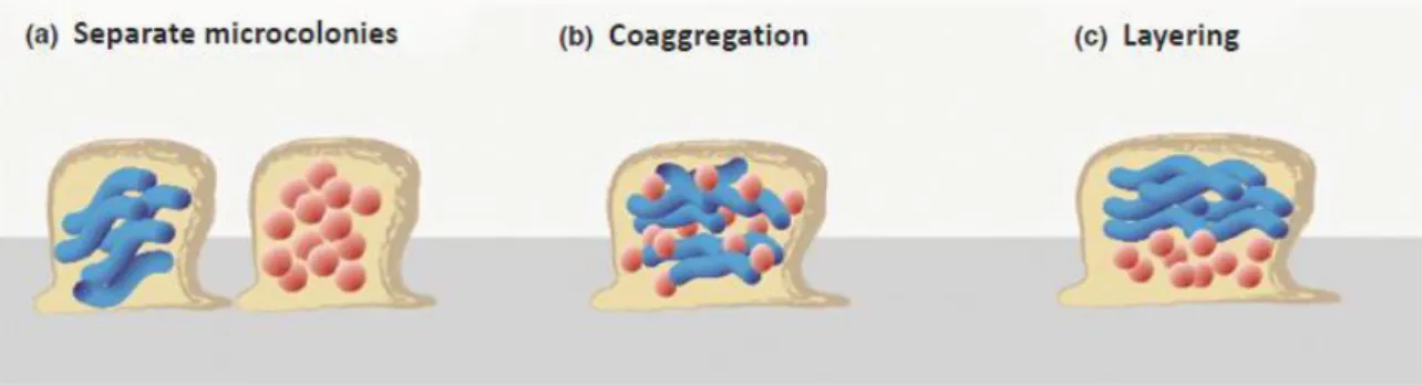 Figure 2 Model for the spatial distribution of polymicrobial biofilms regarding the three different forms: (a) Separate microcolonies; (b) Coaggregation  and (c) Layering