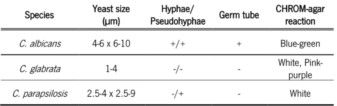 Table 1. Morphological characteristics of the most relevant  Candida  species. Adapted from [24]