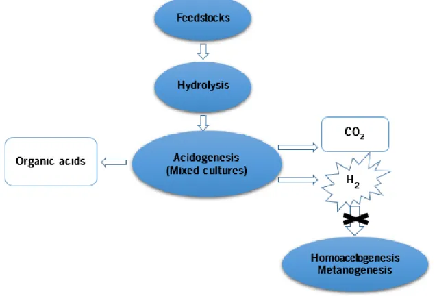 Figure 1. Schematic representation of dark fermentation biohydrogen production. 