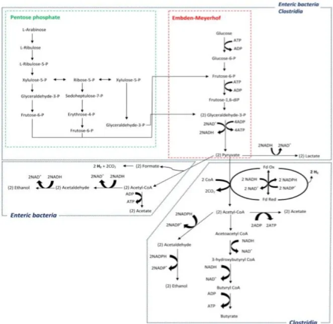 Figure 2. Hydrogen producing fermentation pathways involved in glucose and arabinose fermentation, in  mixed cultures, obtained from (Abreu et al., 2012)