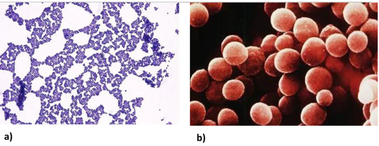 Figure  1.1.  Staphylococcus  under  the  microscope  (a)  Gram-stain  of  a  staphylococcus  culture  (b)  Scanning electron microscopy image of staphylococci showing their clustered organization