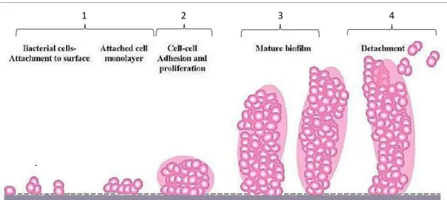 Figure 1.2. Model of Staphylococcus biofilm development. At stage (1), the bacterial cells attach to  the  surface