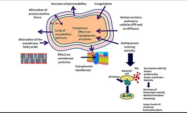 Figure 1.4. Mechanisms of action and target sites of EOs in microbial cells: 1) degradation of the cell  wall; 2) cytoplasmic membrane damage; 3) coagulation of cytoplasm; 4) membrane proteins damage; 