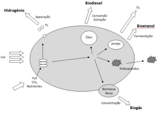 Figura 1 – Vias de produção de biocombustíveis a partir de microalgas (Mussatto et al
