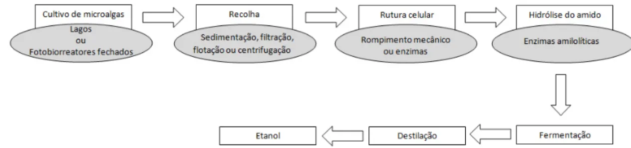 Figura 3 - Procedimento para a produção de bioetanol a partir de microalgas (Mussatto et al