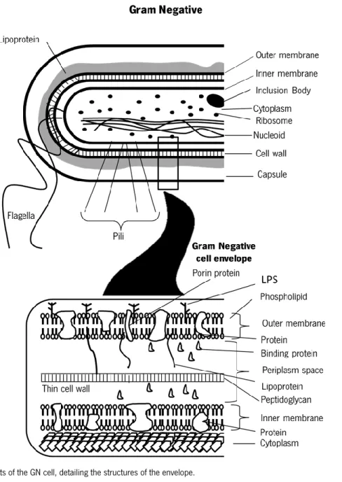 Figure 1- Components of the GN cell, detailing the structures of the envelope. 