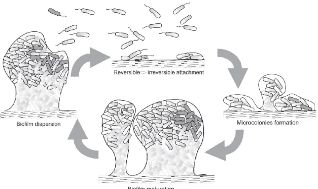 Figure 2- Stages of biofilm development 33 . 