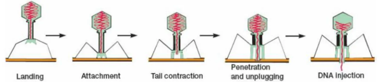 Figure 4- Adsorption and penetration of the phage to the bacterial cell 114