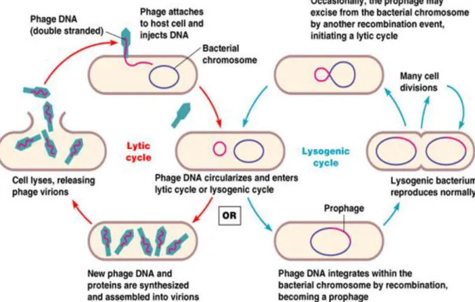Figure 5-Lytic and lysogenic cycles. The replication of lytic bacteriophages follows the lytic cycle, while lysogenic bacteriophages may  followed by lytic or lysogenic cycles 122
