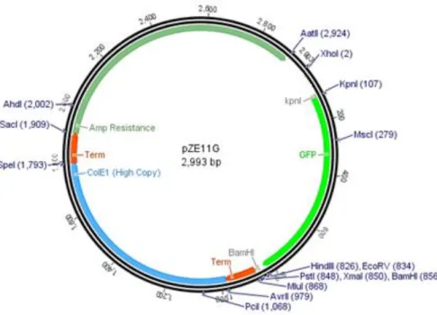 Figure  2  |  Representation  scheme  of  pZE11G  cloning  vector  used  to  clone  each  of  unknown  gene  sequences  of  Salmonella  phage vB_SenS_Φ38 