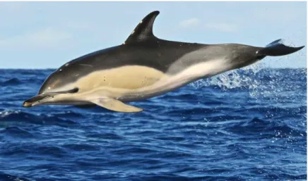 Figura 3 - Golfinho comum: é evidente a sua coloração cinzenta e a barbatana dorsal falciforme