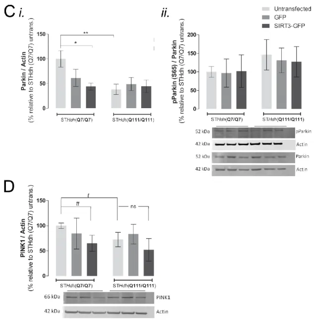 Fig. 8 | Analysis of mitophagy in HD striatal cells – Decreased levels of Parkin were maintained after SIRT3OE,  with no additional changes in Parkin phosphorylation (at S65) and PINK1