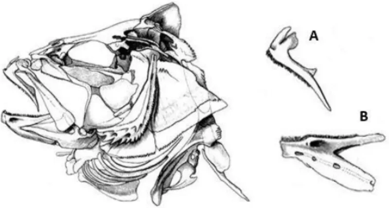 Figura 3. Imagem representativa do crânio de um peixe e estruturas  que  possibilitam  a  sua  identificação:  A  -  Pré-maxila;  B  –  Dentário  (adaptada de Tercerie et al., 2015).