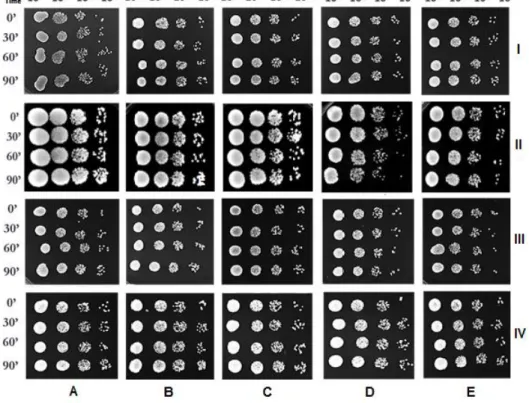 Figure 6 - Viability of S. cerevisiae cells after 30, 60 and 90 min of incubation with (A) ethanol alone (control)  or  100 µgmL -1  (B); 200 µgmL -1  (C); 500 µgmL -1  (D) and 750 µgmL -1  (E) of G11.EE (I),  G12.EE (II),  G13.EE (III) and  G14.EE (IV).