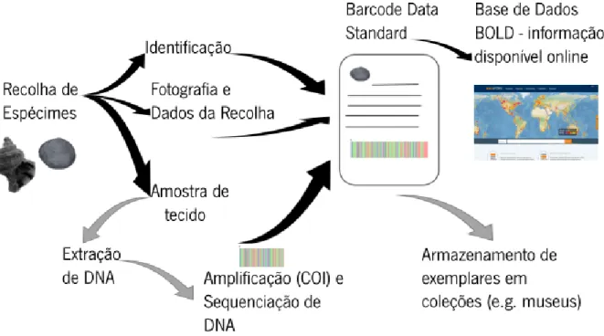 Figura 1 - Esquema simplificado da metodologia global utilizada no  DNA barcodes . 