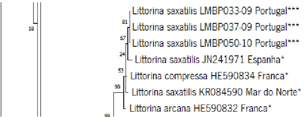 Figura 4 – Parte do fenograma NJ obtido pela análise de sequências de COI-5P das espécies  Littorina saxatilis ,  Littorina compressa  e  Littorina arcana  com recurso ao modelo de substituição K2P