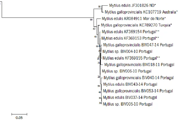 Figura 7  -  Parte  do  fenograma  NJ obtido  pela  análise  de sequências de  COI-5P  das espécies  Mytilus edulis,  Mytilus galloprovincialis e Mytilus  sp 