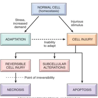 Figure 1: Stages of cellular response to a stress stimuli and harmful 6