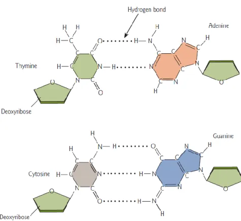 Figure 5: The two common Watson-Crick base pairs of DNA 23